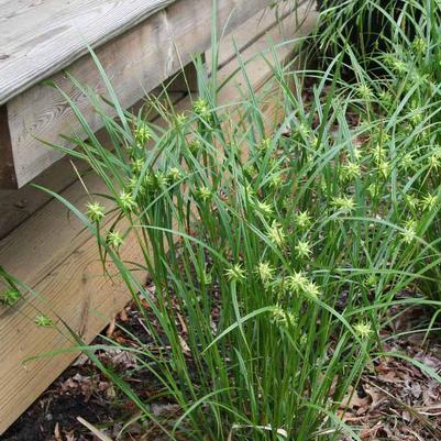 Morning Star Sedge