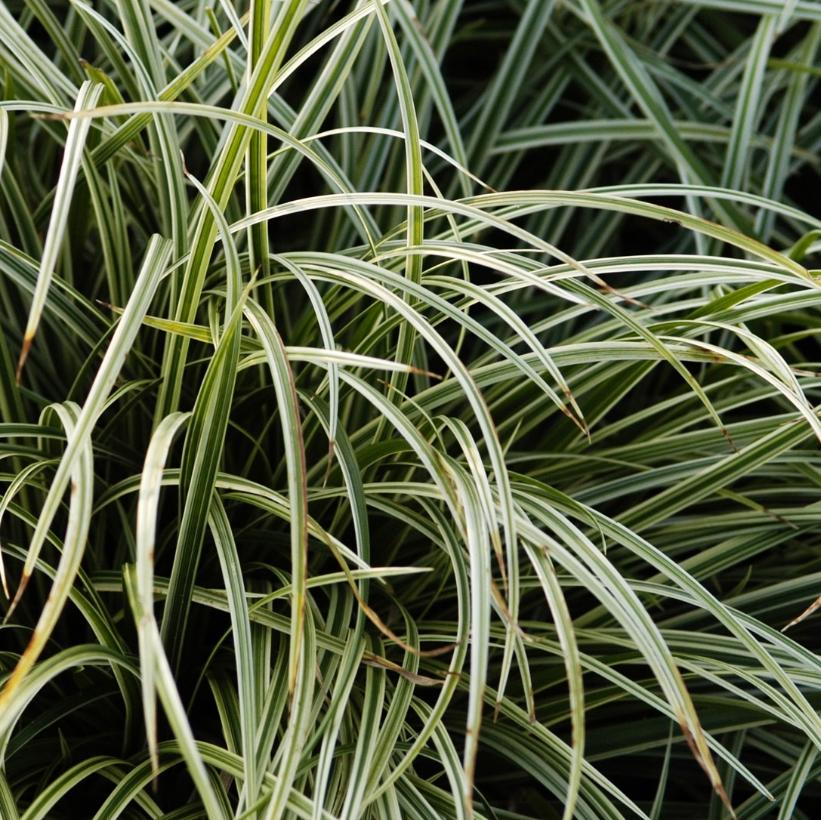 Silver Sceptre Sedge