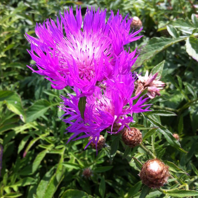 Persian Cornflower, Whitewash Cornflower