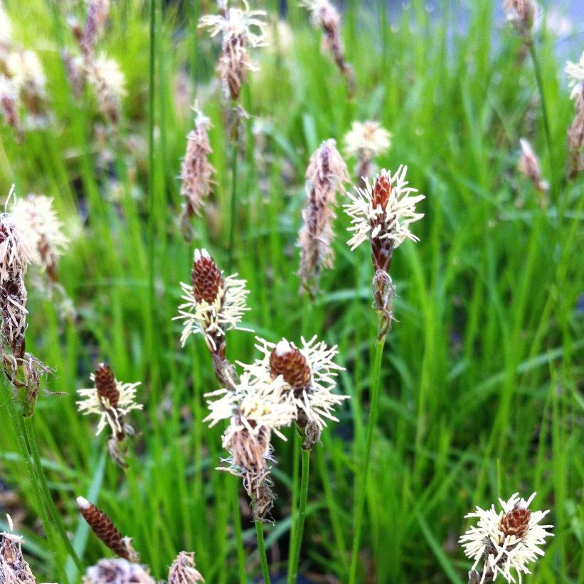 Oak Sedge