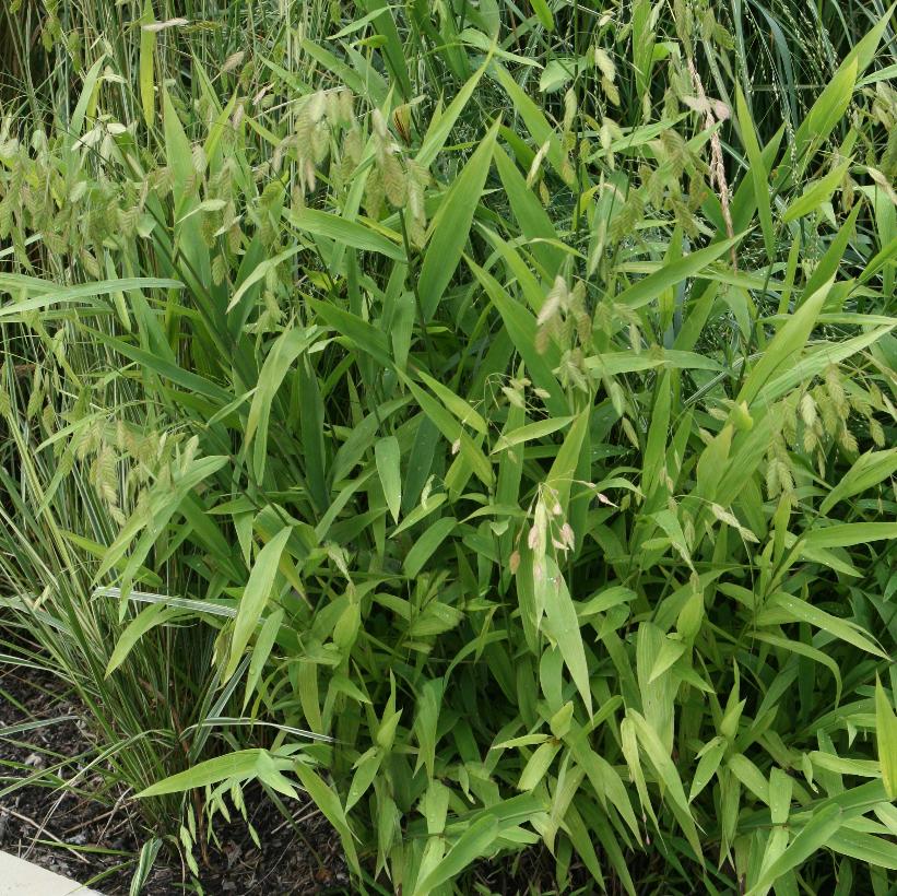 Northern Sea Oats
