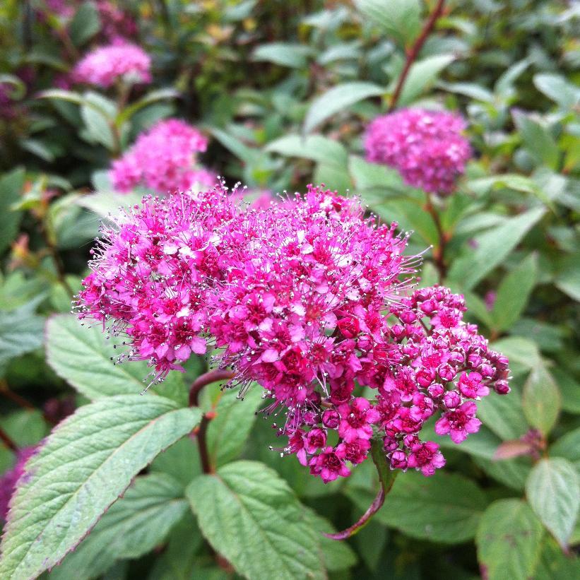 Froebelii Spirea