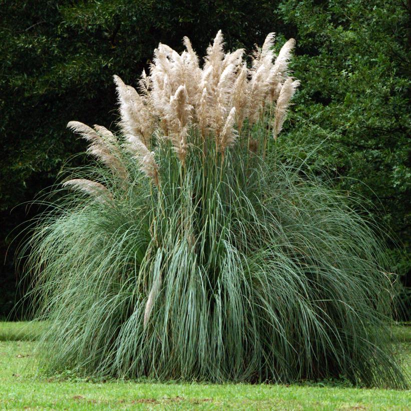 White Pampas Grass