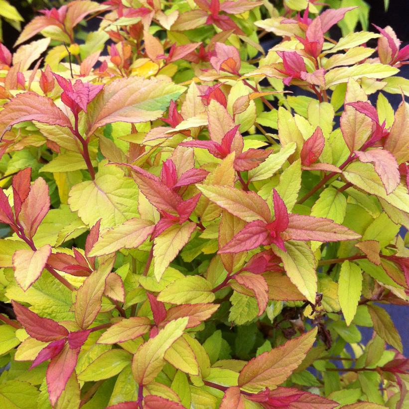 Goldflame Spirea