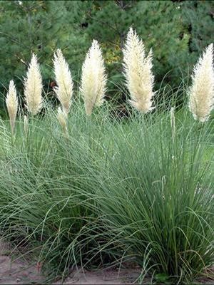 Pumila Ivory Feathers® Grass