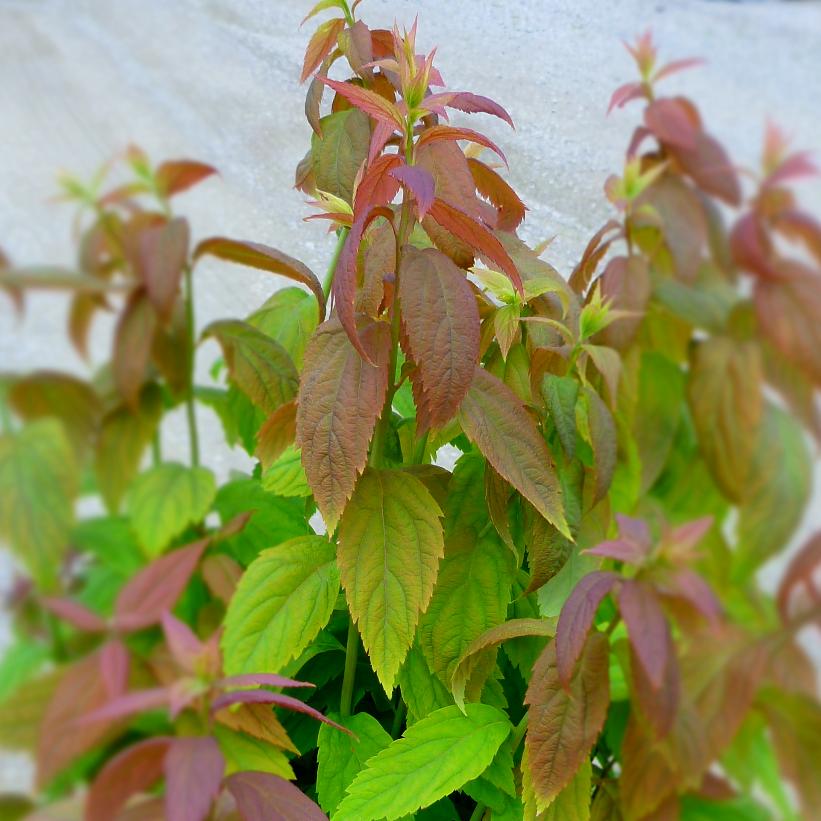 Macrophylla Big Leaf Spirea