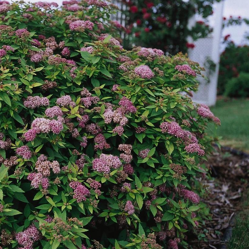 Mertyann Dakota Goldcharm® Spirea