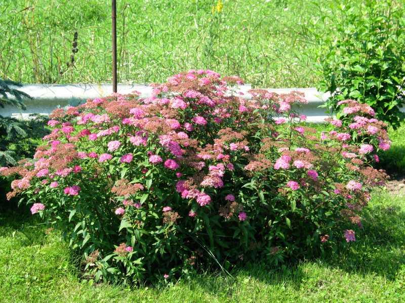 Shirobana Spirea