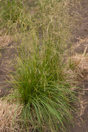 Tufted Hair Grass, Small-flowered Tickle Grass