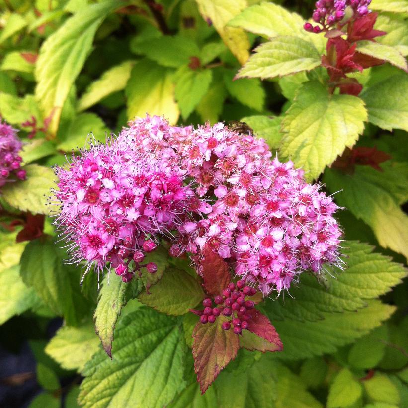 Walbuma Magic Carpet® Spirea