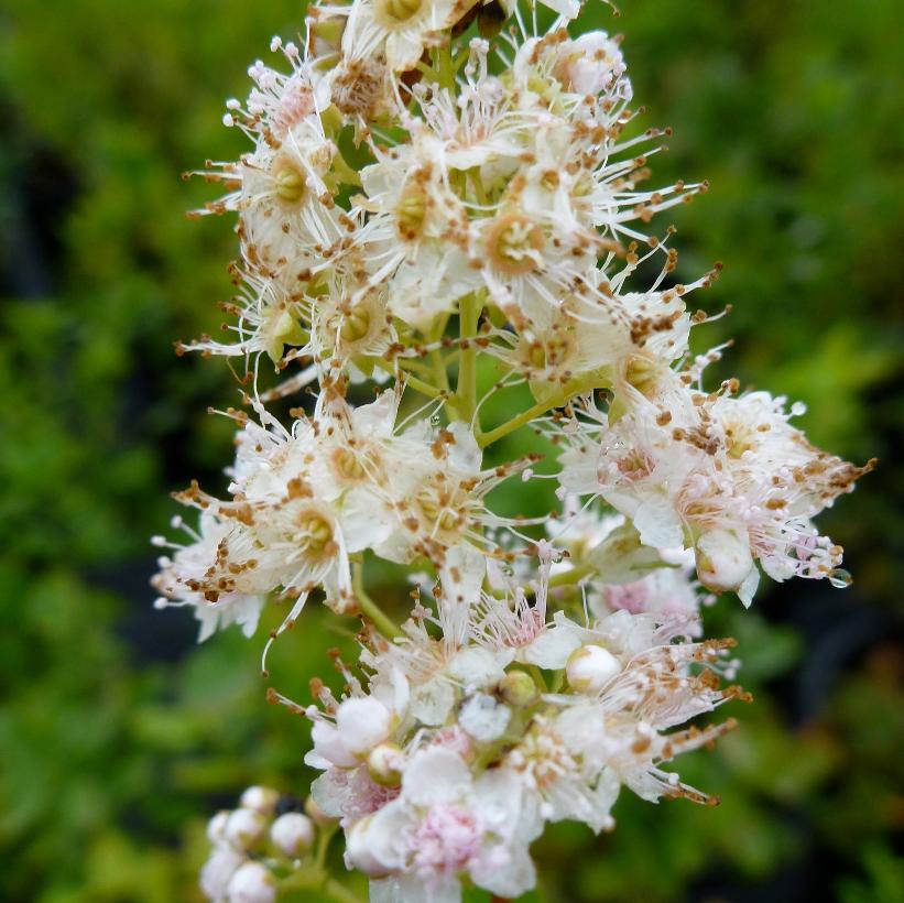 Steeplebush