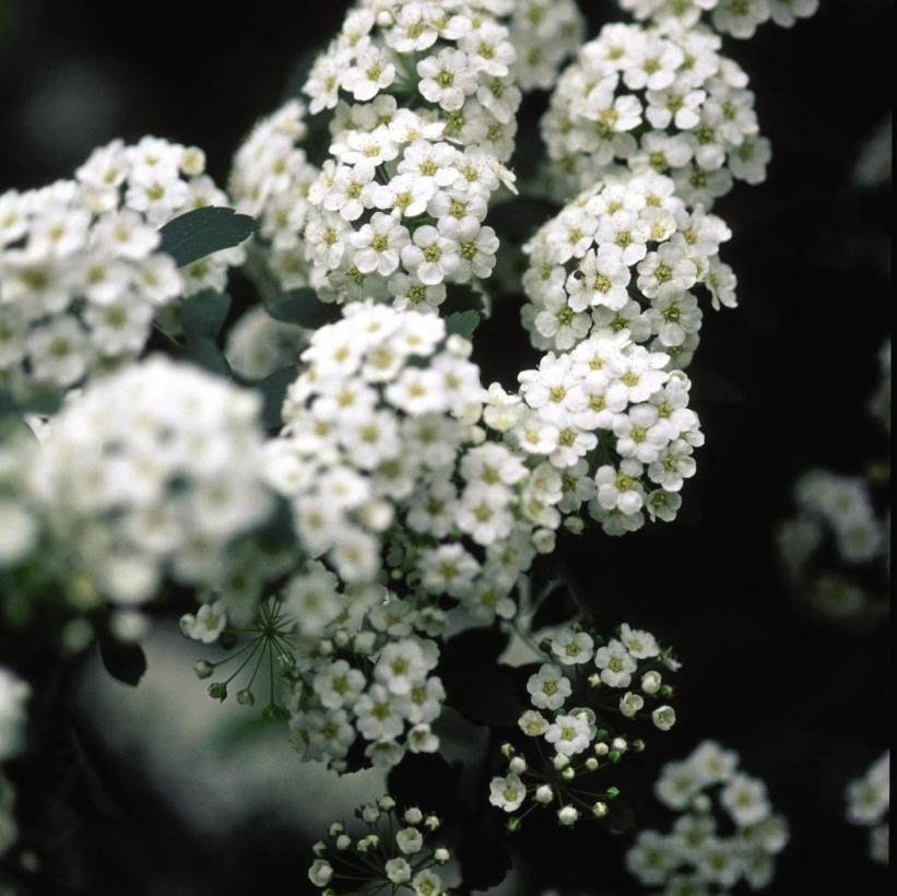 Bridalwreath Spirea - Spiraea prunifolia