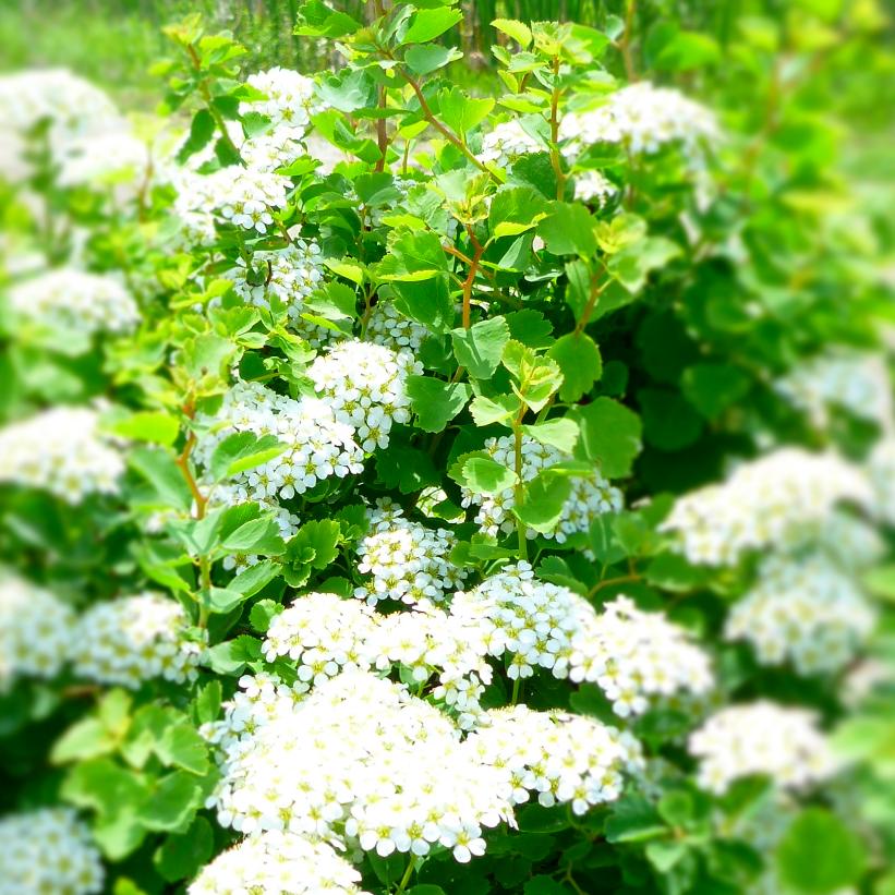 Dwarf Vanhouttei Spirea