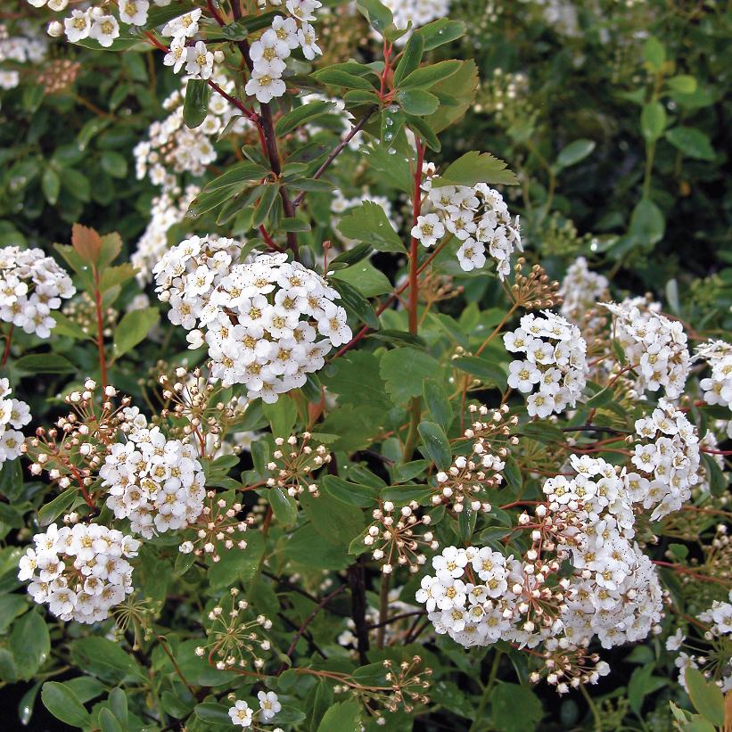 Vanhouttei Spirea