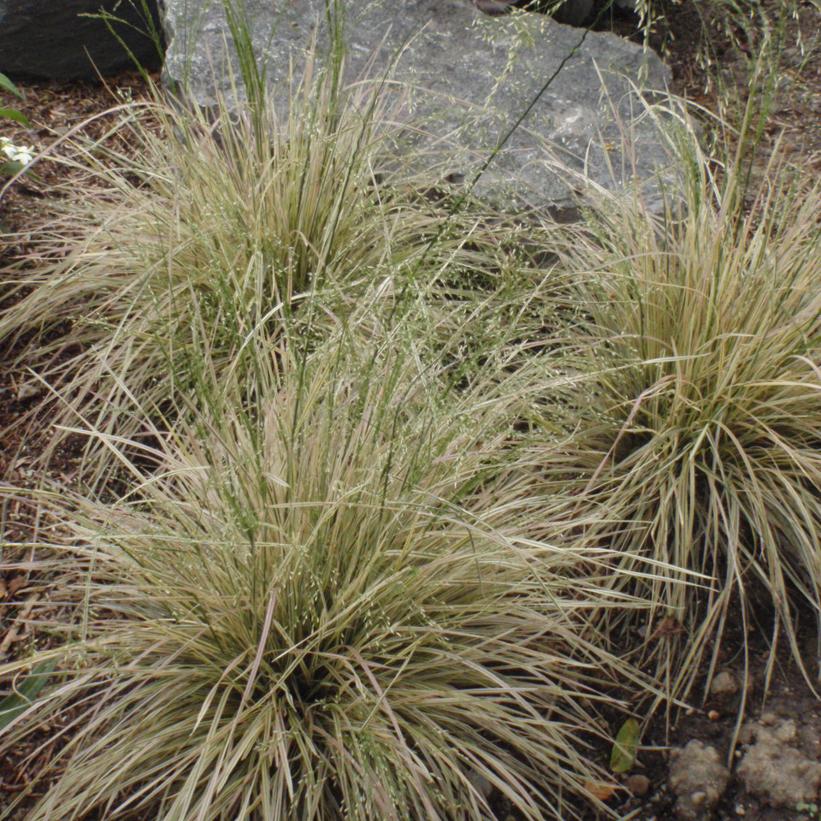 Variegated Tufted Hair Grass