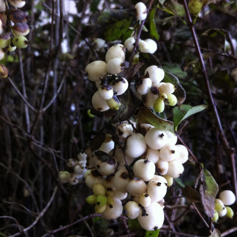 Snowberry