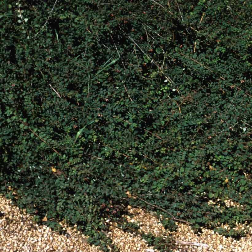 Hancock Coralberry