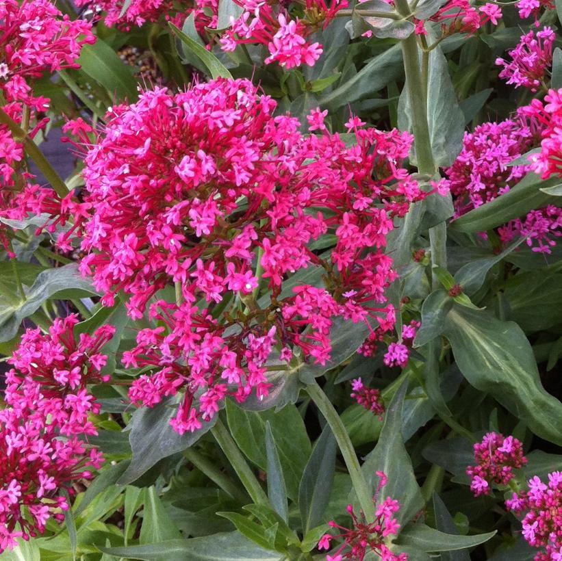 Red Valerian, Jupiter&