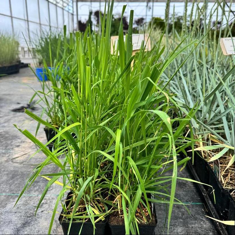 Canada Wild Rye, Nodding Wild Rye