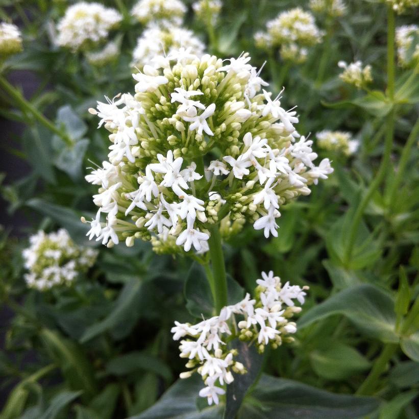 White Valerian, Jupiter&