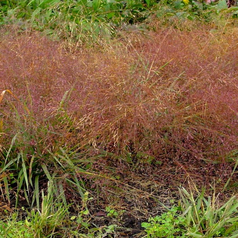 Purple Love Grass, Tumble Grass