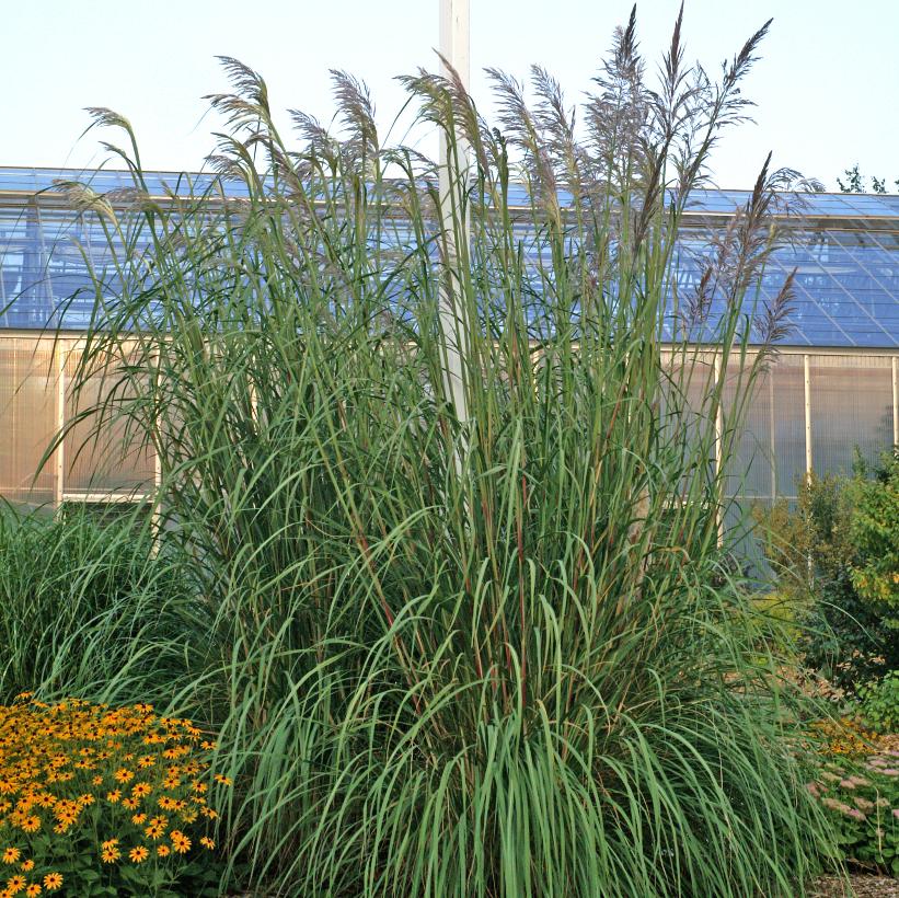 Plume Grass, Ravenna Grass, Hardy Pampas Grass