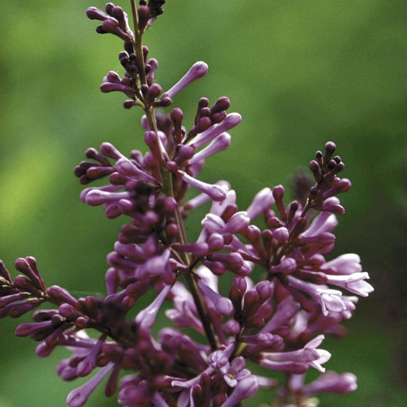 Donald Wyman Lilac