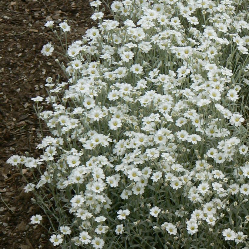 Snow-in-Summer