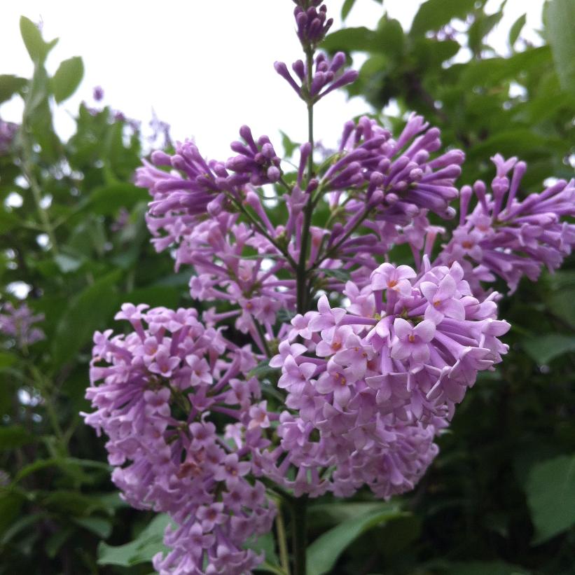 Isabella Lilac