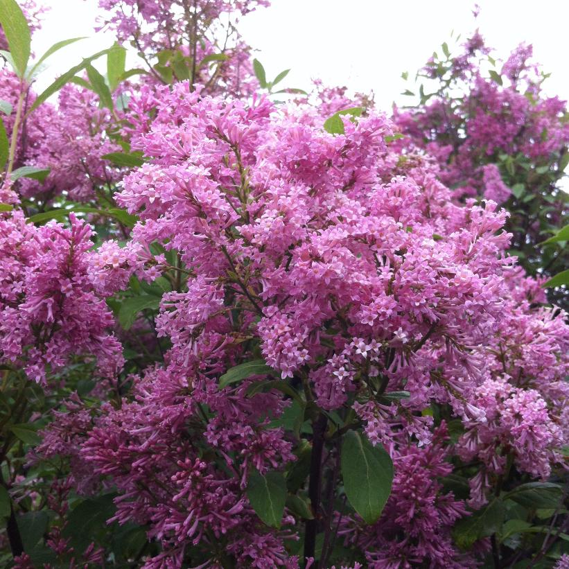 James Mcfarlane Lilac