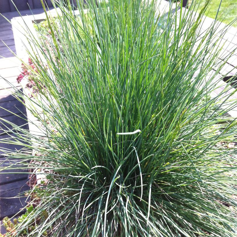 Blue Fescue, Gray Fescue