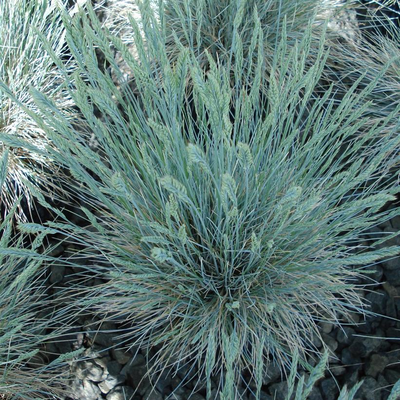 Boulder Blue Fescue