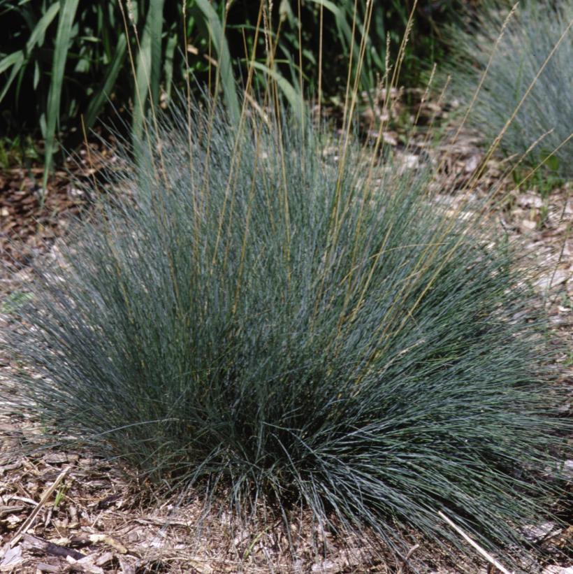 Elijah Blue Fescue