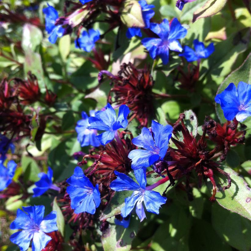 Leadwort, Dwarf Plumbago