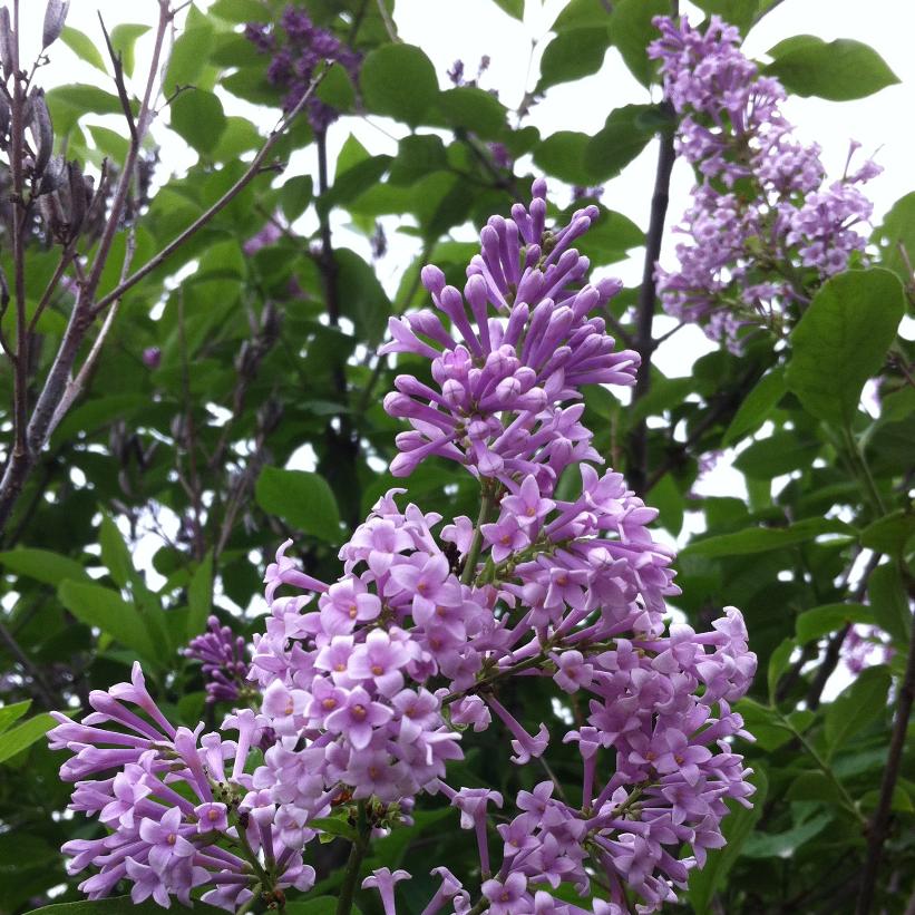 Nocturne Lilac