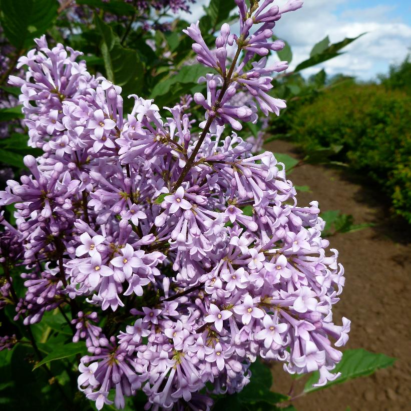 Red Wine Lilac