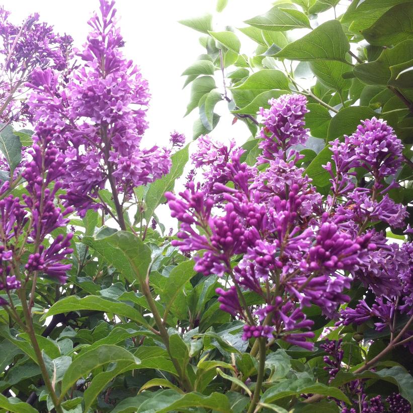 Royalty Lilac