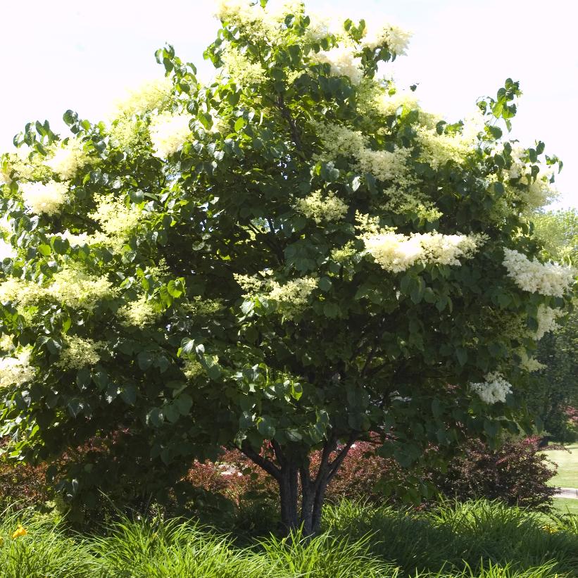 Japanese Tree Lilac