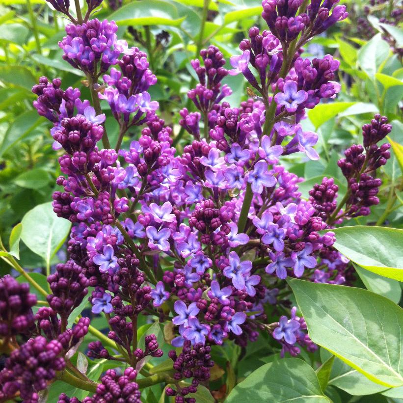 Common Lilac - Syringa vulgaris