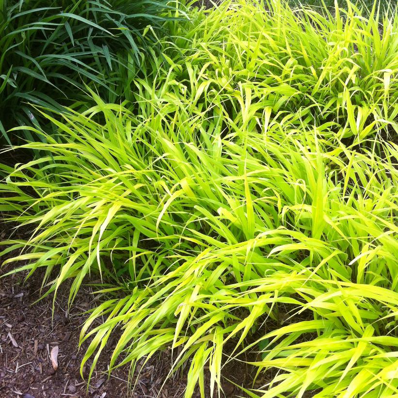 Golden Japanese Forest Grass, Gold Hakone Grass