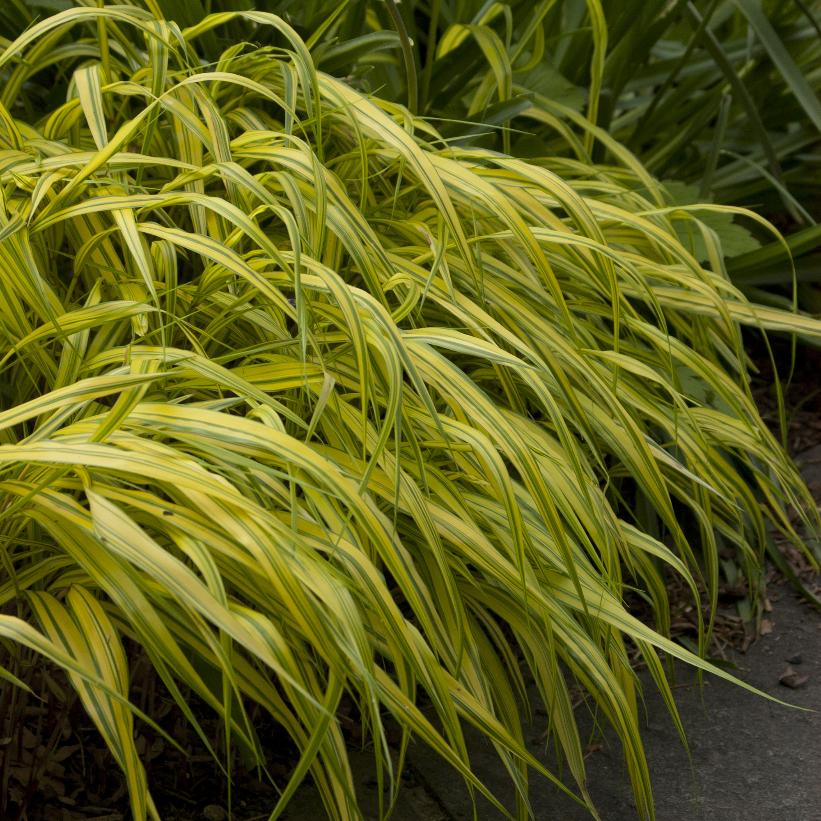 Variegated Japanese Forest Grass, Variegated Hakone Grass