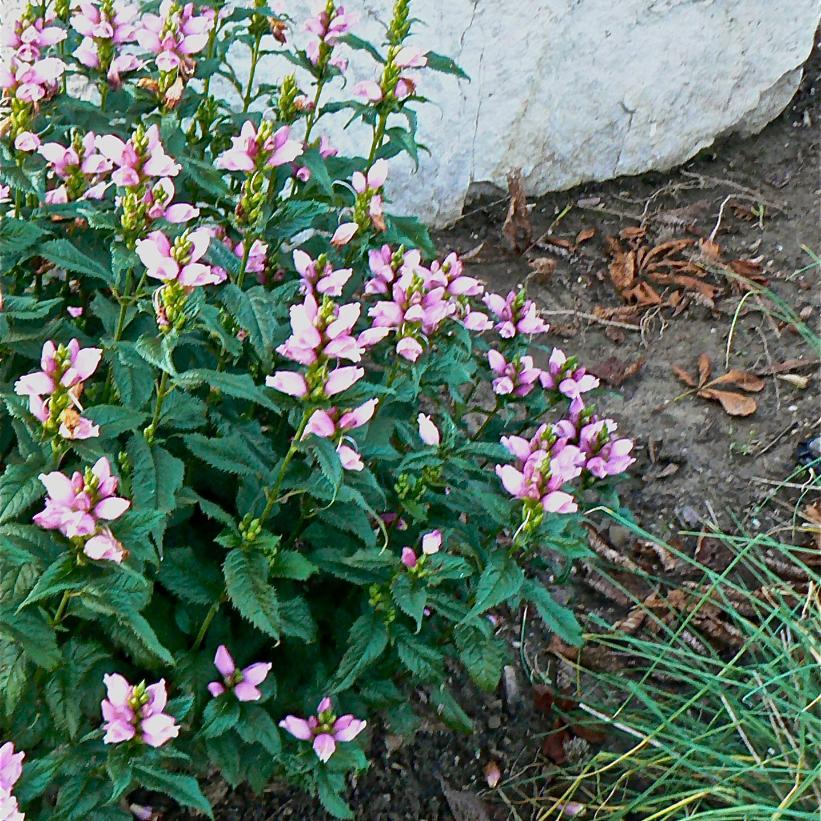 Hot Lips Pink Turtlehead