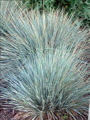 Sapphire Blue Oat Grass