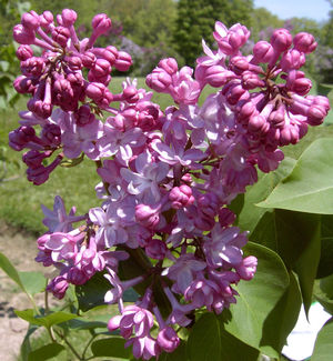 Belle de Nancy Lilac