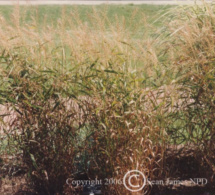 Bottlebrush Grass