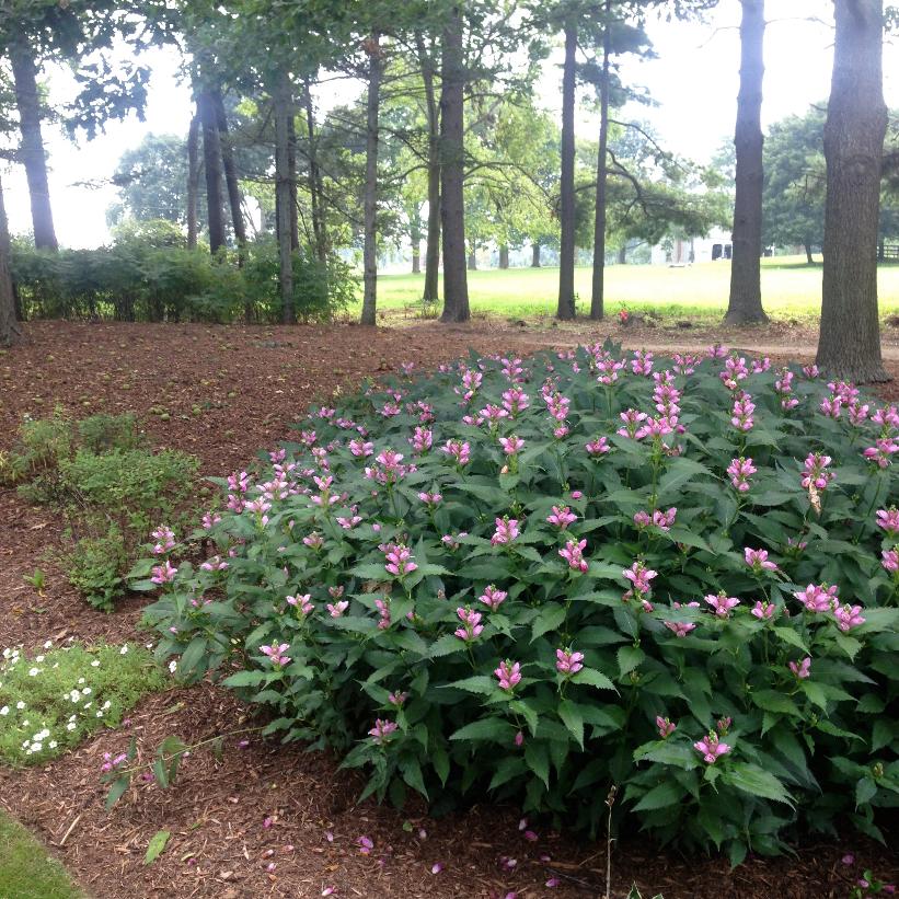 Pink Turtlehead