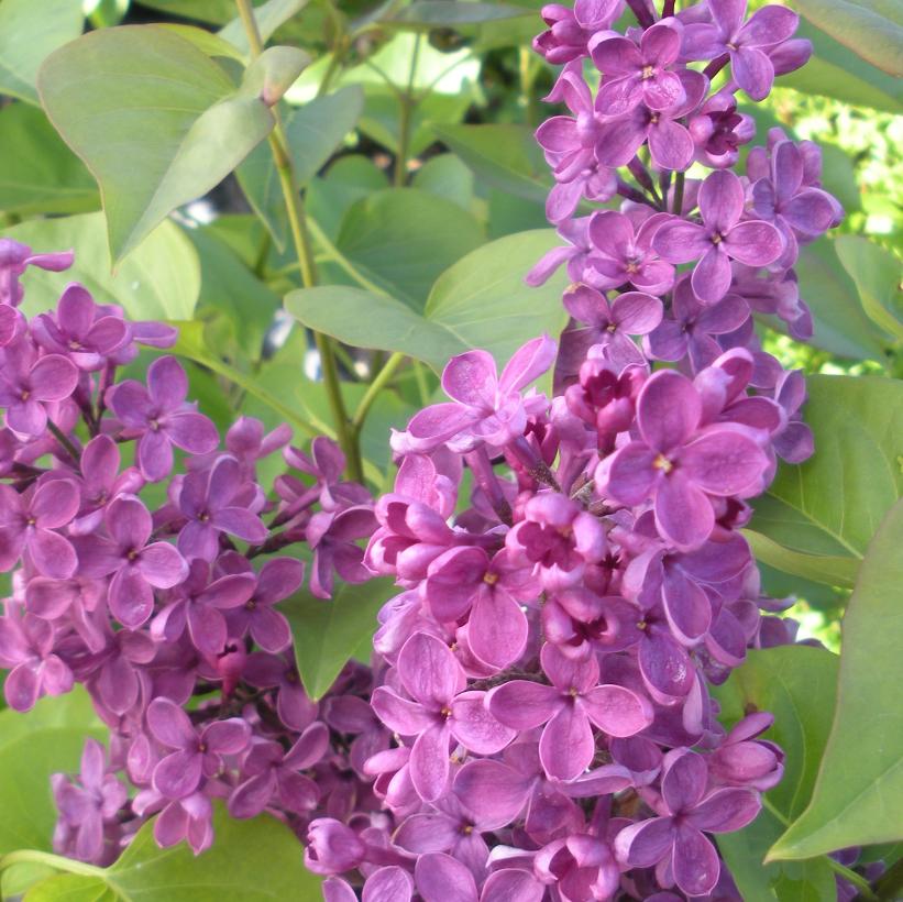 Ludwig Spaeth Lilac