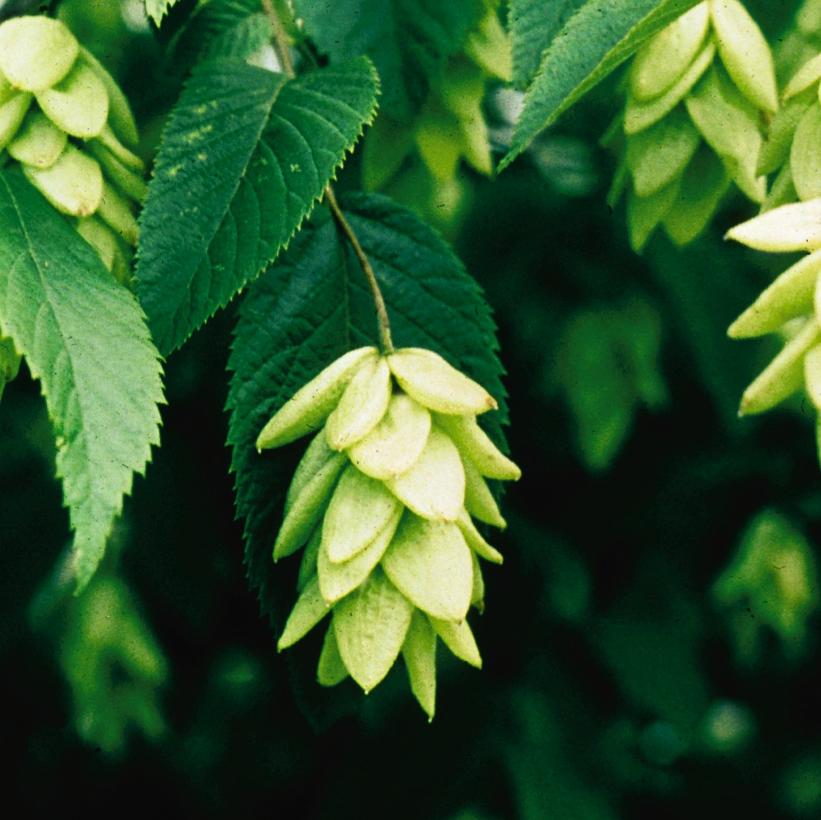 Ironwood, Hop Hornbeam