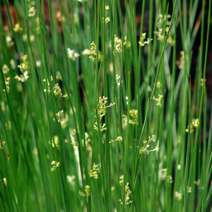 Soft Rush, Common Rush, Mat Rush