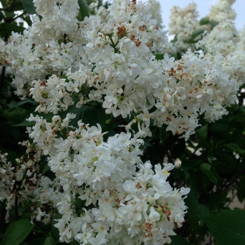 Madame Lemoine Lilac